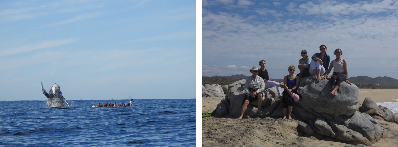 whale breaching and class on the beach